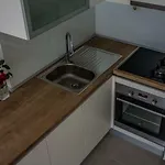 Dalmato *